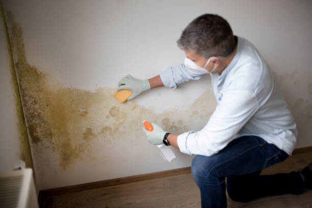 Best Post-Remediation Verification Testing  in Rosendale, WI